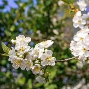 Plum Tree - Czar (Prunus domestica 'Czar') 2